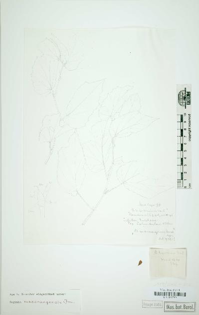 spécimen de Begonia masarangensis